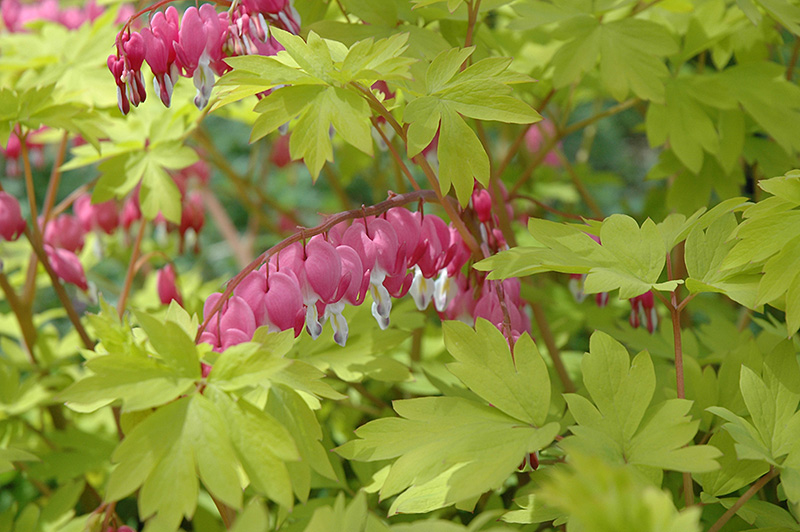 Gold Heart Bleeding Heart (Dicentra spectabilis 'Gold Heart') at The Growing Place