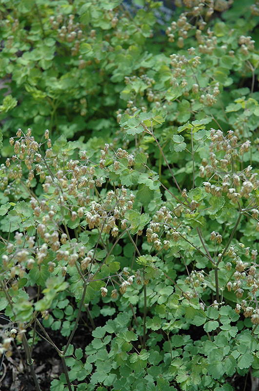 Early Meadow Rue (Thalictrum dioicum) at The Growing Place