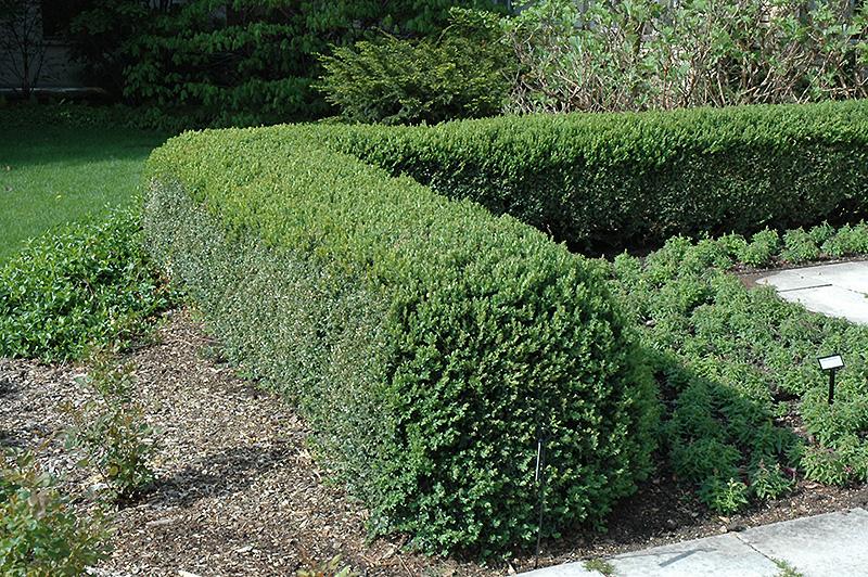 Northern Charm Boxwood (Buxus 'Wilson') at The Growing Place