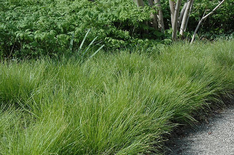 Eastern Star Sedge (Carex radiata) at The Growing Place