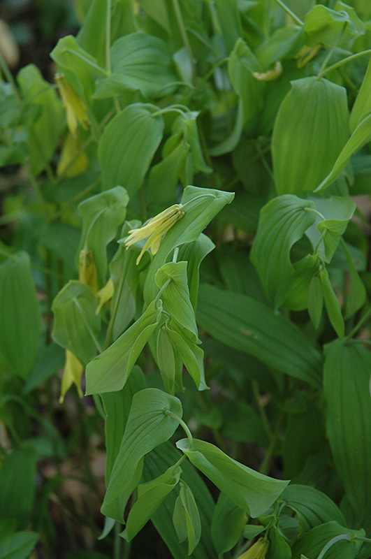 Great Merrybells (Uvularia grandiflora) at The Growing Place