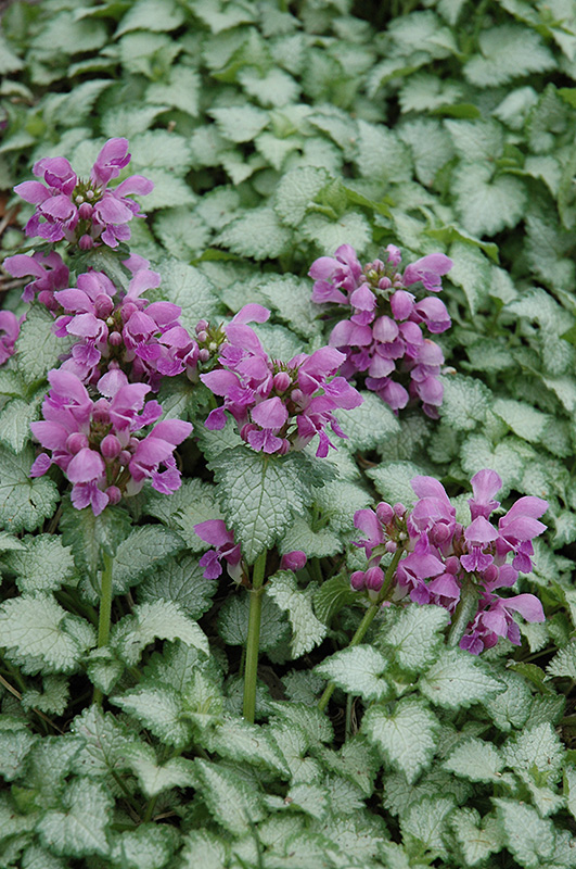 Orchid Frost Spotted Dead Nettle (Lamium maculatum 'Orchid Frost') in