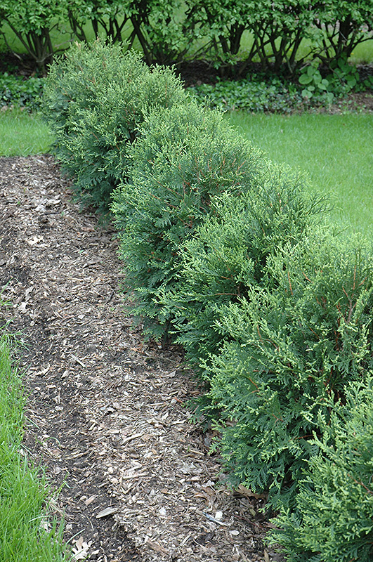 Technito White Cedar (Thuja occidentalis 'Bailjohn') at The Growing Place