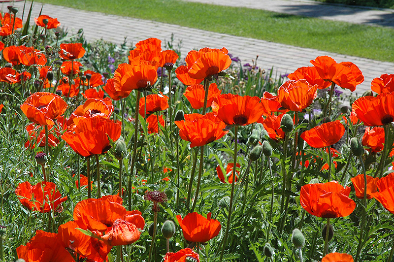 Brilliant Poppy (Papaver orientale 'Brilliant') at The Growing Place