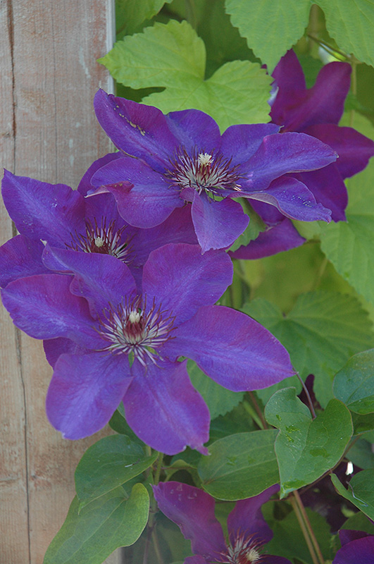 The President Clematis (Clematis 'The President') at The Growing Place