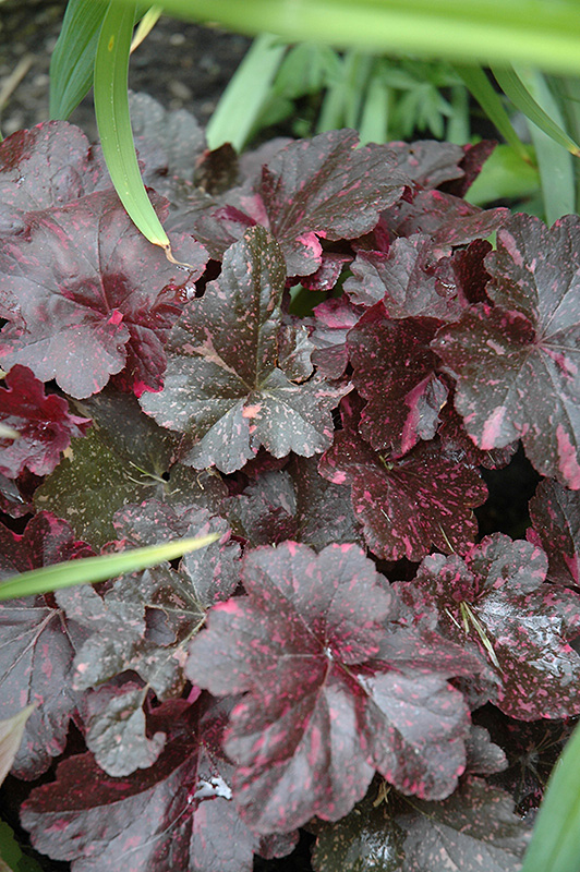 Midnight Rose Coral Bells (Heuchera 'Midnight Rose') at The Growing Place