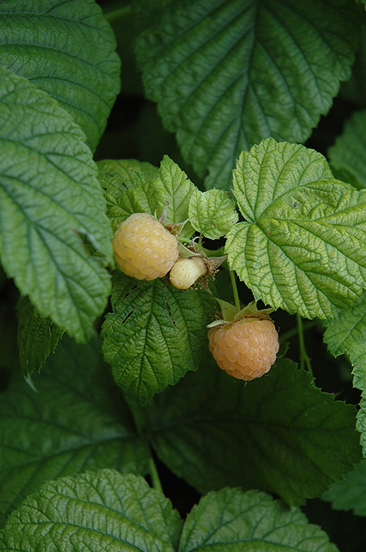 Fall Gold Raspberry (Rubus 'Fall Gold') at The Growing Place