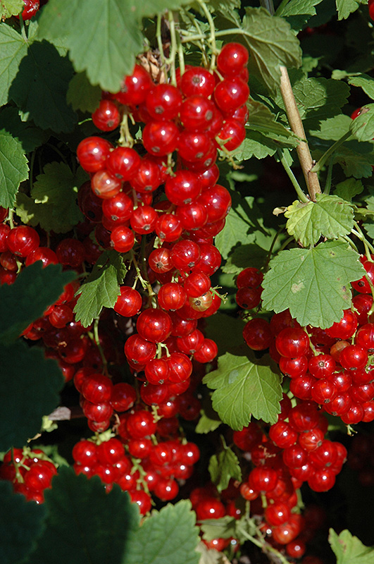 Red Lake Red Currant (Ribes rubrum 'Red Lake') at The Growing Place