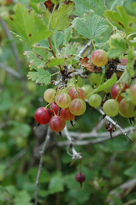Pixwell Gooseberry (Ribes 'Pixwell') at The Growing Place
