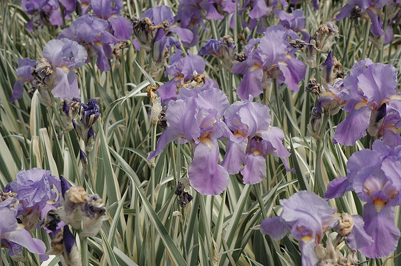 Variegated Sweet Iris (Iris pallida 'Variegata') at The Growing Place