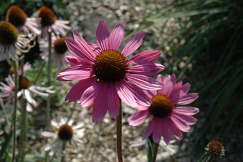 Tennessee Coneflower (Echinacea tennesseensis) at The Growing Place