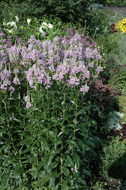 Obedient Plant (Physostegia virginiana) at The Growing Place