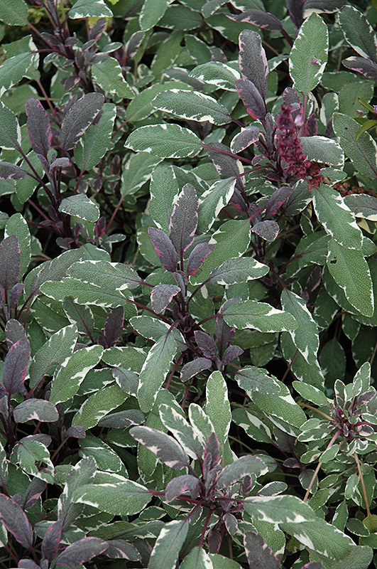Tricolor Sage (Salvia officinalis 'Tricolor') at The Growing Place