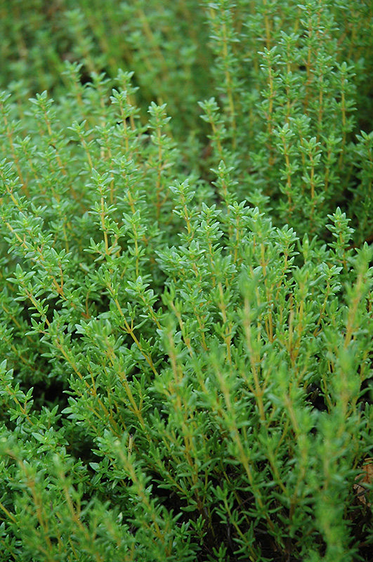 English Thyme; Common Thyme (Thymus vulgaris) at The Growing Place