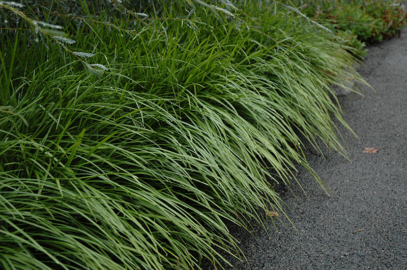 Lily Turf (Liriope spicata) at The Growing Place