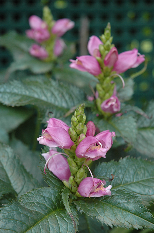 Hot Lips Turtlehead (Chelone lyonii 'Hot Lips') at The Growing Place