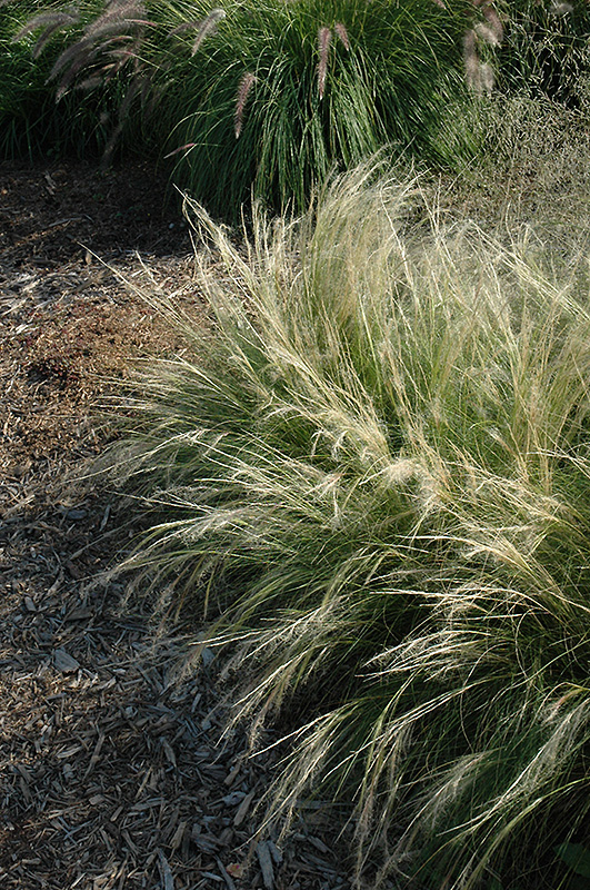 Mexican Feather Grass (Stipa tenuissima 'Pony Tails') at The Growing Place
