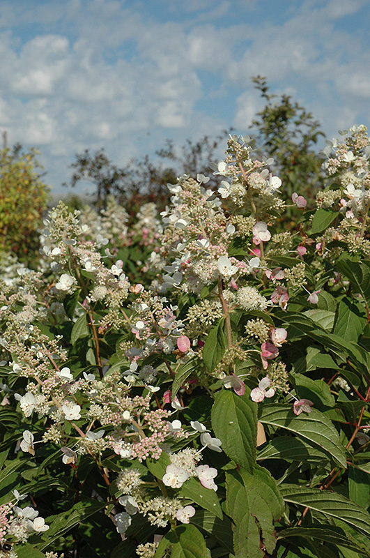 Tardiva Hydrangea (Hydrangea paniculata 'Tardiva') at The Growing Place