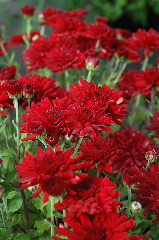 Five Alarm Red Chrysanthemum (Chrysanthemum 'Five Alarm Red') at The Growing Place