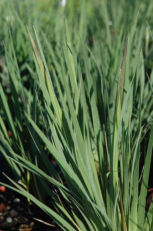 Lucerne Blue-Eyed Grass (Sisyrinchium angustifolium 'Lucerne') at The Growing Place