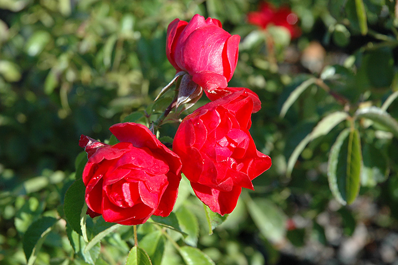 Flower Carpet Scarlet Rose (Rosa 'Flower Carpet Scarlet') at The Growing Place