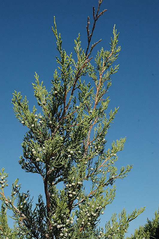 Hetz Columnar Juniper (Juniperus chinensis 'Hetz Columnar') at The Growing Place