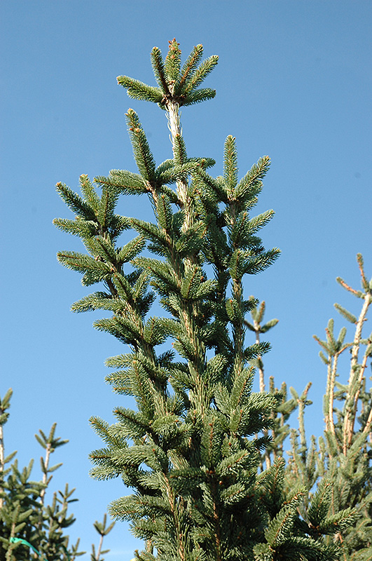 Cupressina Spruce (Picea abies 'Cupressina') at The Growing Place