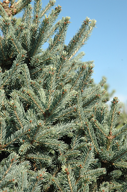Yukon Blue Spruce (Picea glauca 'Yukon Blue') at The Growing Place