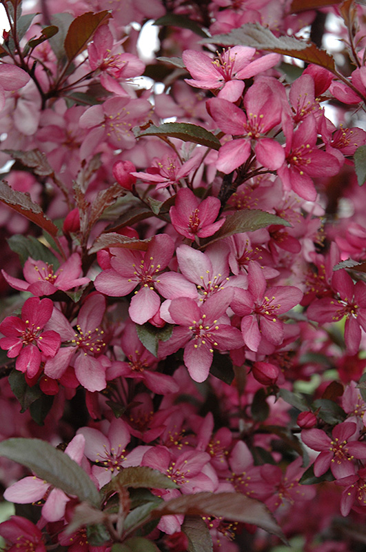 Royal Raindrops Flowering Crab (Malus 'JFS-KW5') at The Growing Place
