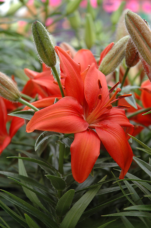 Dragon lily. Лилия Маунт Аспиринг. Лилия Mount aspiring.