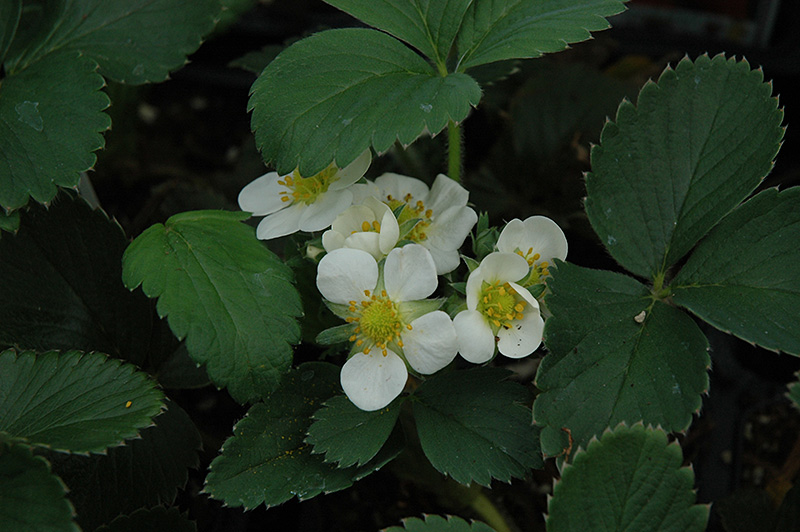 Honeoye Strawberry (Fragaria 'Honeoye') at The Growing Place