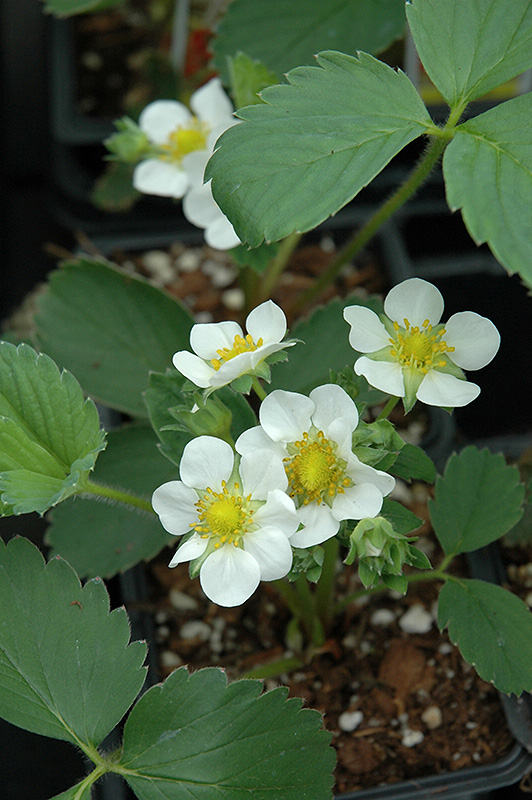 Fort Laramie Strawberry (Fragaria 'Fort Laramie') at The Growing Place
