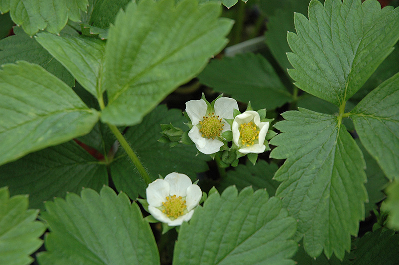Ozark Beauty Strawberry (Fragaria 'Ozark Beauty') at The Growing Place