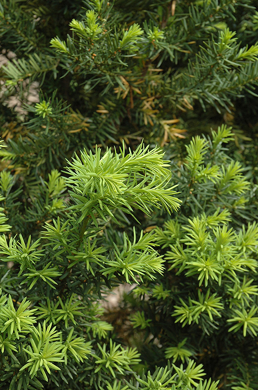 Hicks Yew (Taxus x media 'Hicksii') at The Growing Place