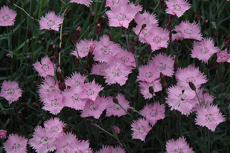 Bath's Pink Pinks (Dianthus 'Bath's Pink') at The Growing Place