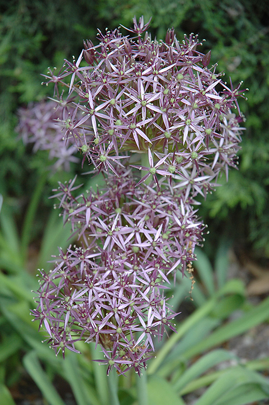 Star Of Persia Onion (Allium christophii) at The Growing Place