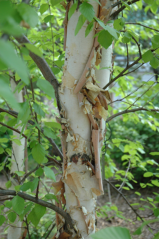 Heritage River Birch (Betula nigra 'Heritage') at The Growing Place