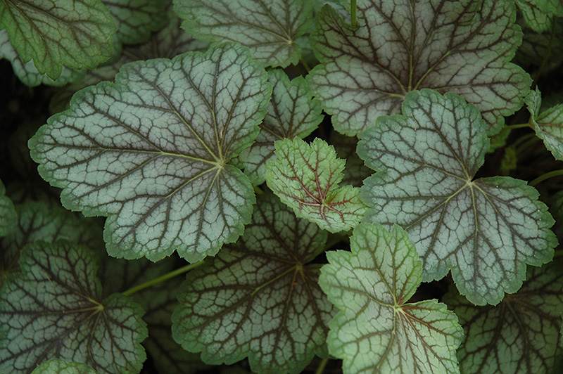 Green Spice Coral Bells (Heuchera 'Green Spice') at The Growing Place
