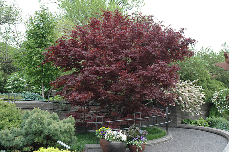Bloodgood Japanese Maple (Acer palmatum 'Bloodgood') at The Growing Place