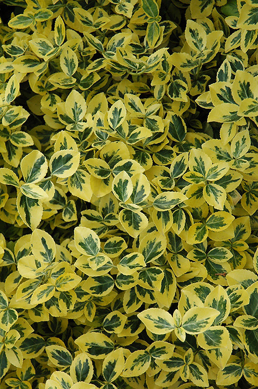 Emerald 'n' Gold Wintercreeper (Euonymus fortunei 'Emerald 'n' Gold') at The Growing Place