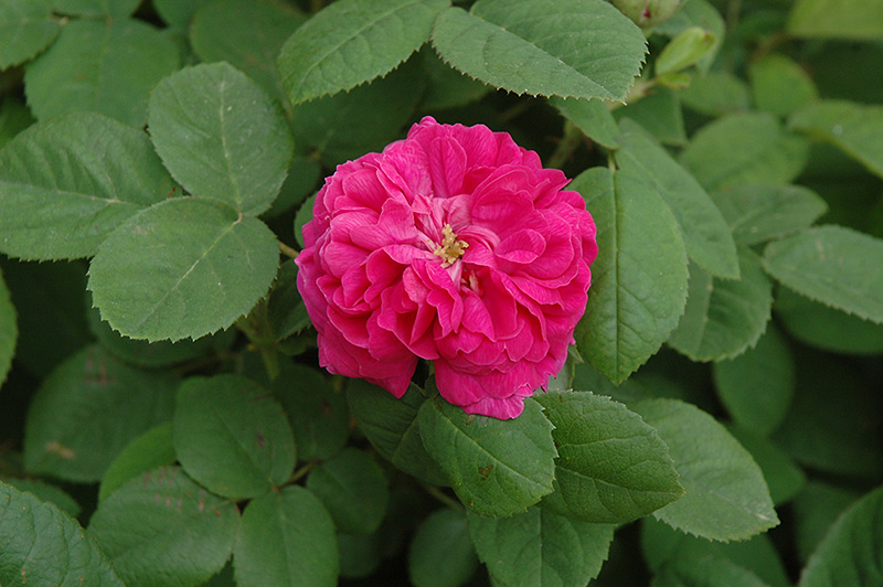 Rose de Rescht Rose (Rosa 'Rose de Rescht') at The Growing Place