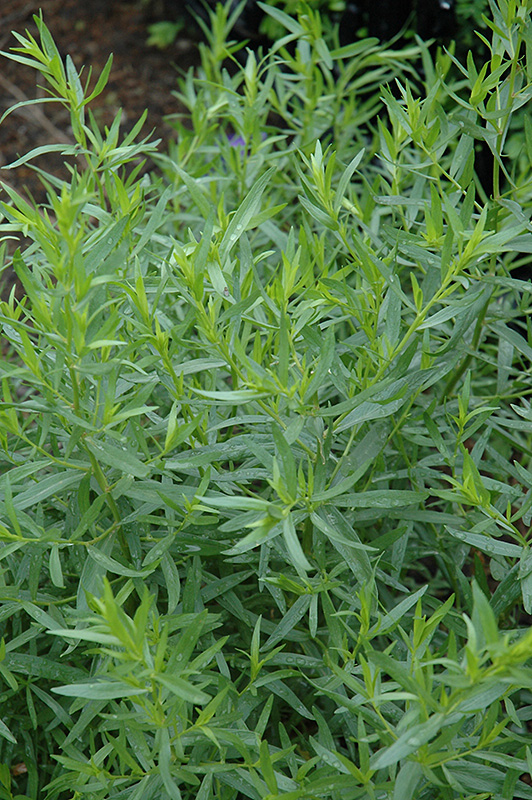 French Tarragon (Artemisia dracunculus 'Sativa') at The Growing Place