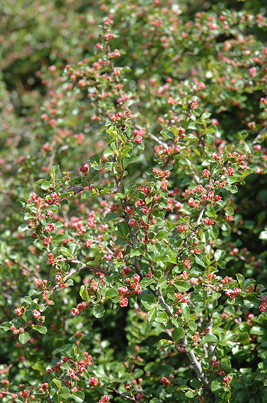 Cranberry Cotoneaster (Cotoneaster apiculatus) at The Growing Place
