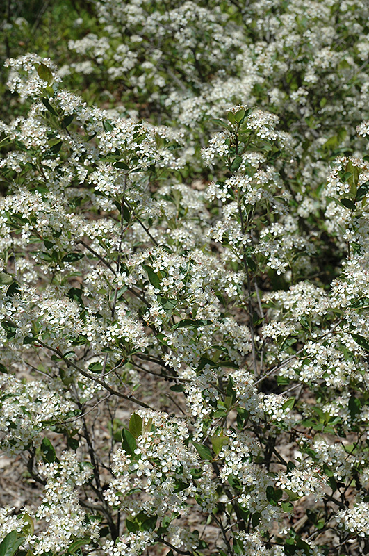 Iroquois Beauty Black Chokeberry (Aronia melanocarpa 'Morton') at The Growing Place
