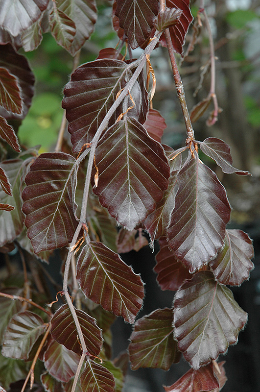 Purple Fountain Beech (Fagus sylvatica 'Purple Fountain') at The Growing Place
