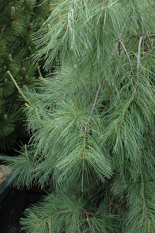 Weeping White Pine (Pinus strobus 'Pendula') at The Growing Place