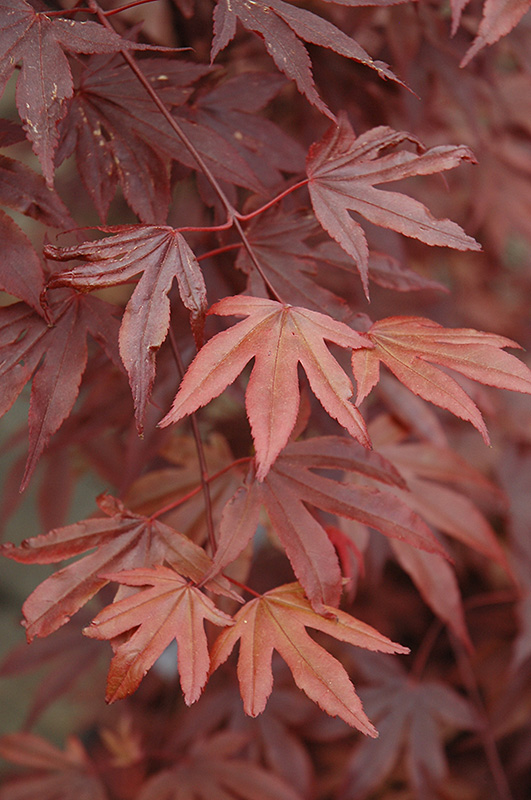 Fireglow Japanese Maple (Acer palmatum 'Fireglow') at The Growing Place