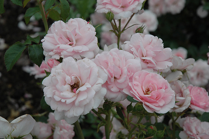 Bonica Rose (Rosa 'Meidomonac') at The Growing Place