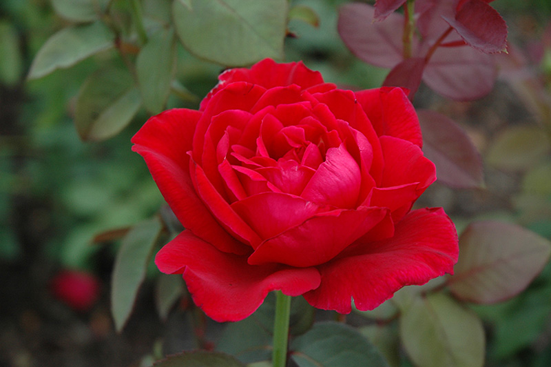 Mister Lincoln Rose (Rosa 'Mister Lincoln') at The Growing Place