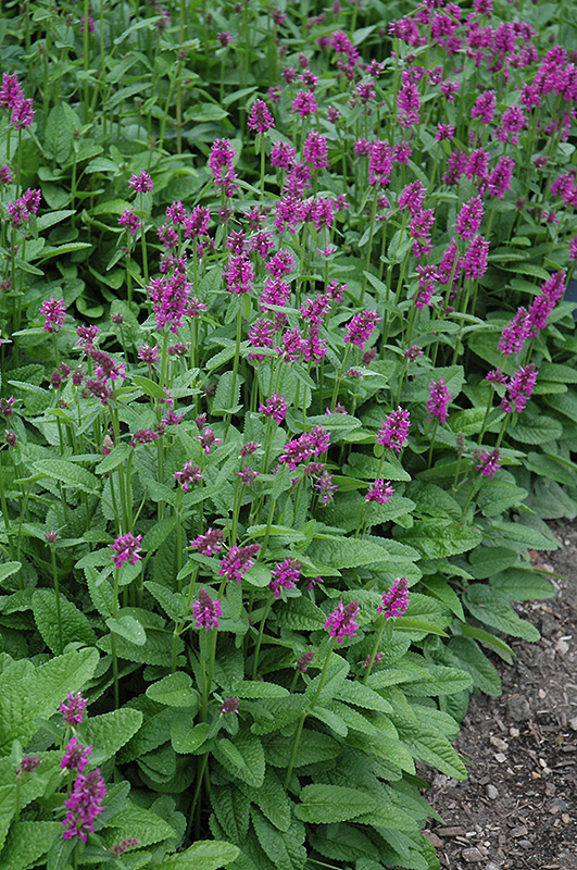 Hummelo Betony (Stachys monieri 'Hummelo') at The Growing Place